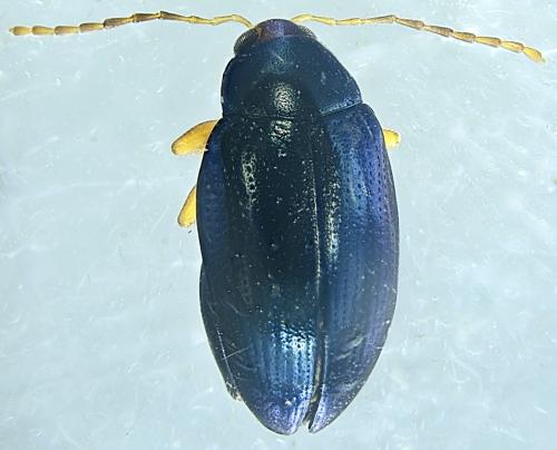 Réf. 336 085 : Psylliodes chrysocephala